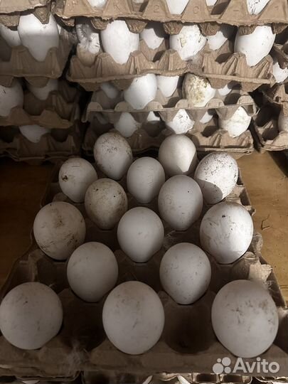 Инкубационное яйцо Гусей Линда