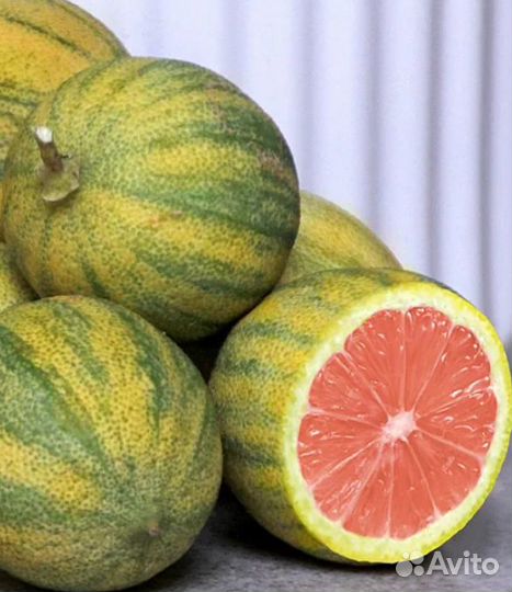 Саженцы цитрусовых, комнатный банан