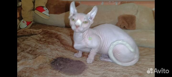 Двэльф котенок