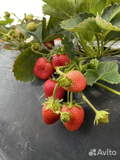 Рассада земляники садовой (клубники)