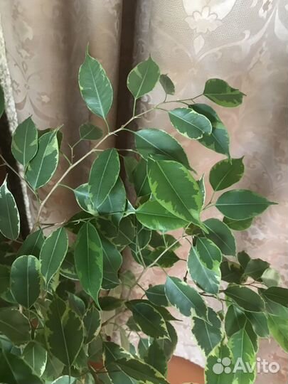 Фикус бенджамина