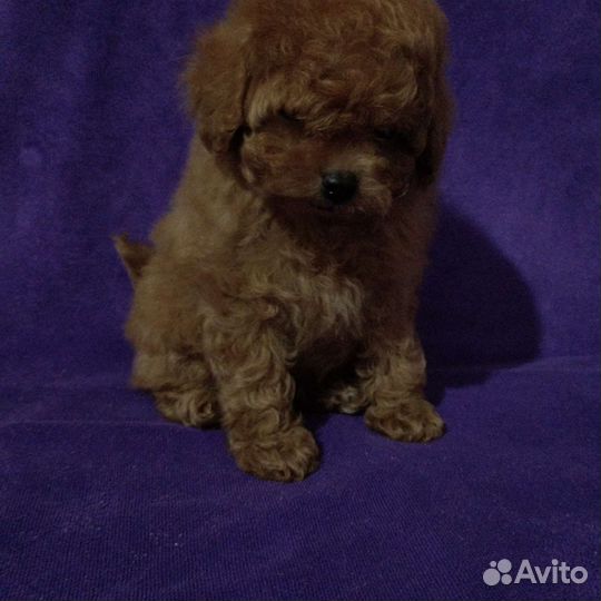 Той пудельки