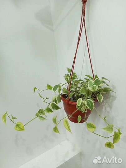 Пеперомия Сканденс