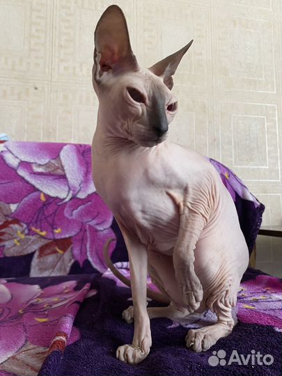 Кошка сфинкс ищем кота для вязки