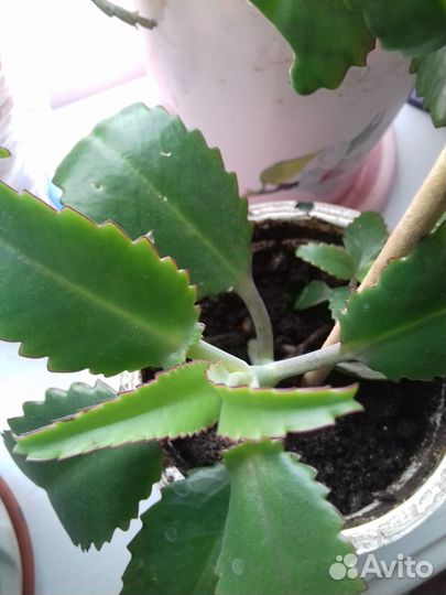 Каланхое лечебное