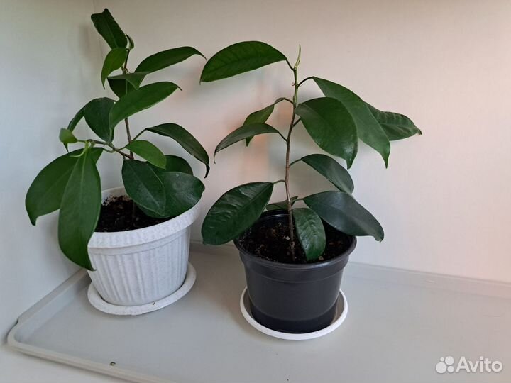 Фикус пуансетия спатифиллум комнатные растения