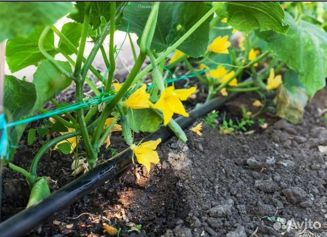 Капельная лента zelna (урожайная)