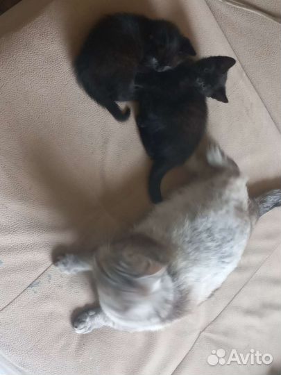 Котята в добрые руки
