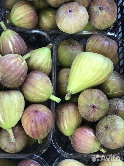 Инжир плоды