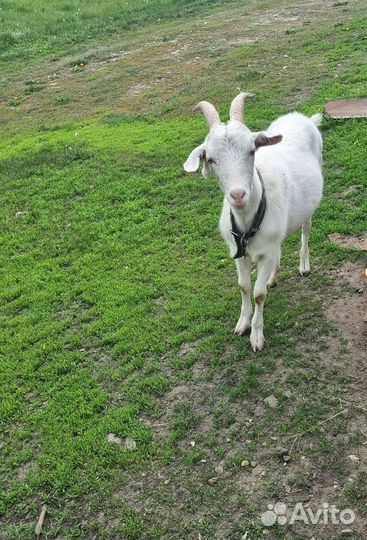 Продается козочка