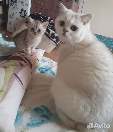 Британский Котенок