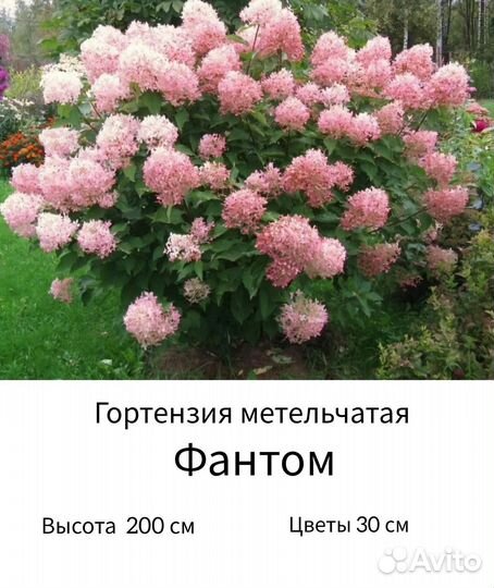 Гортензия Фантом 3 года