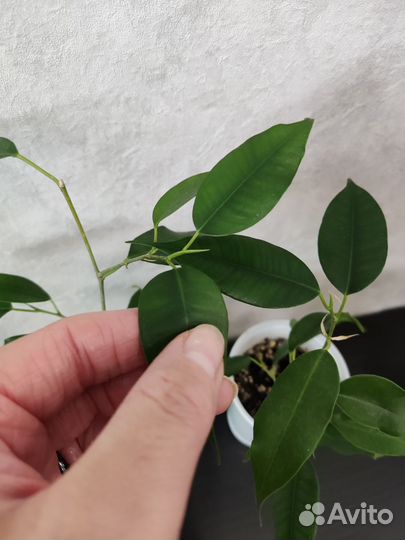 Фикус бенджамина высота 86см от пола
