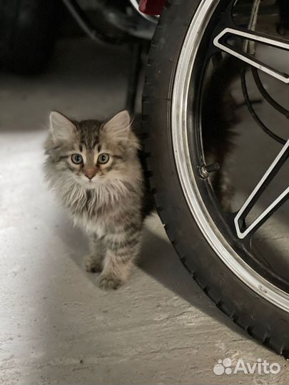 Котята пушистики в добрые руки