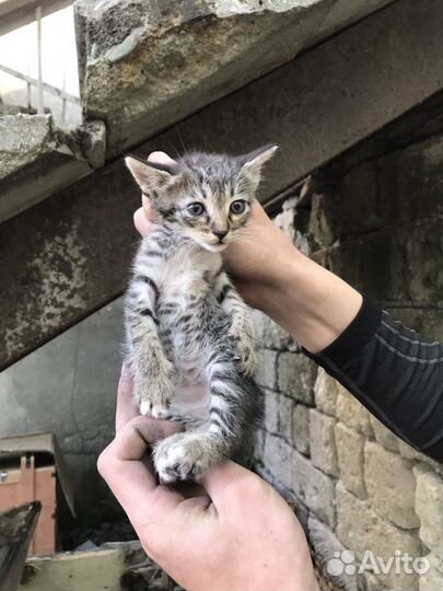 Котики в добрые руки