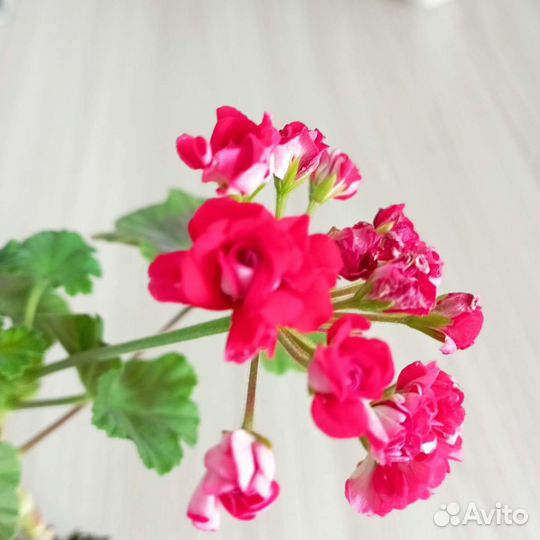 Пеларгония, герань розебудная