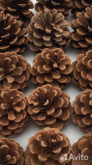 Шишки для декора