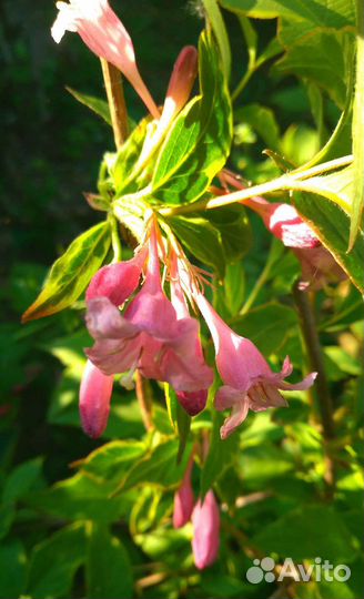 Вейгела, чубушник