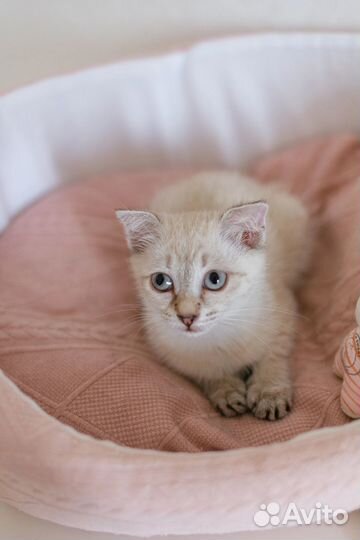 Котенок