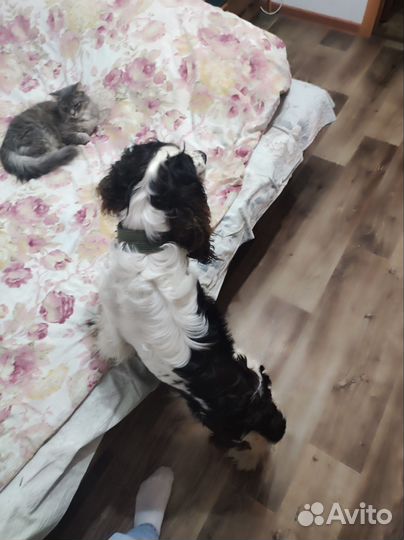 Кокер спаниель