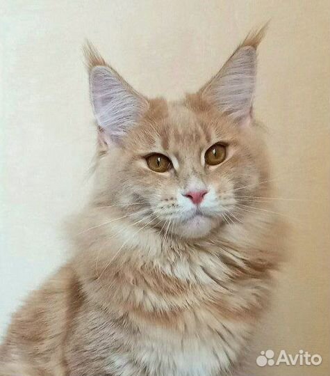 Мейн-кун котята питомник