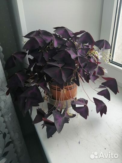 Кислица оксалис