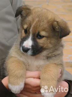 Щеночек в добрые руки