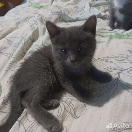 Котенок в дар бесплатно