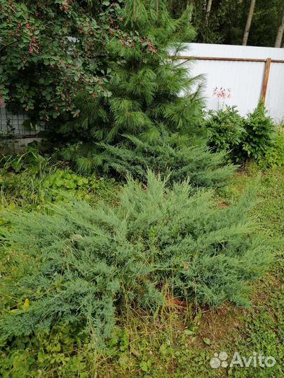 Можжевельник