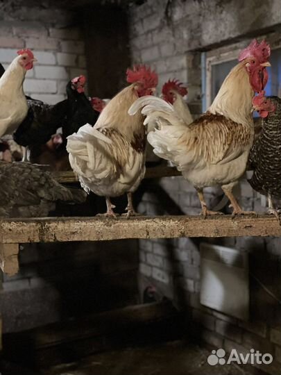 Молодые петухи