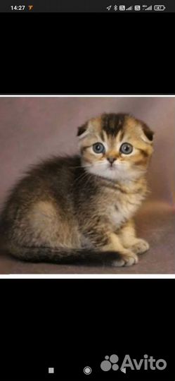 Шотландские котята