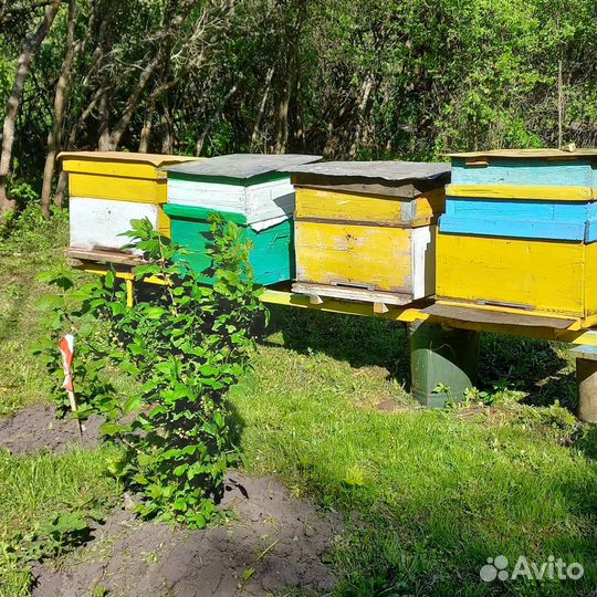 Улей для пчел бу