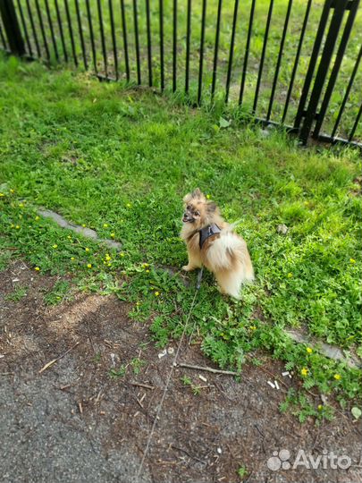 Передержка собак небольших пород