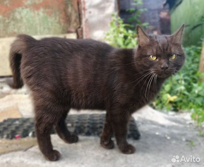 Кошка в добрые руки