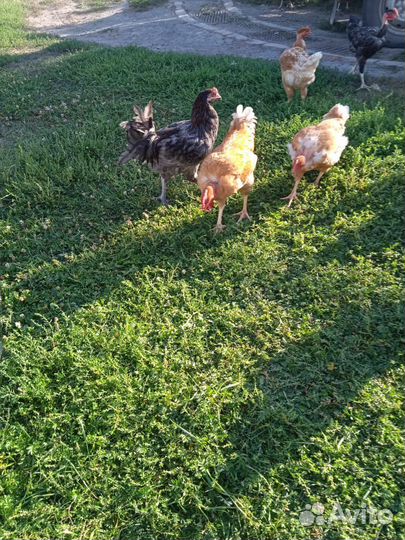 Молодые петухи