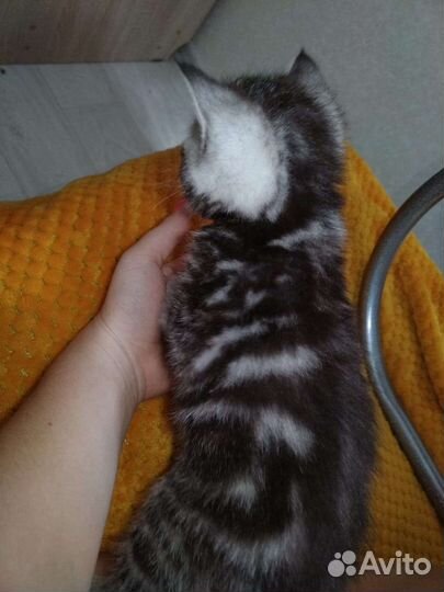 Шотландская