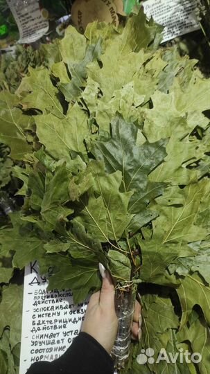 Дуб,Ольха,Липа,Осина,Фундук, Берёза, Канада,Пихта