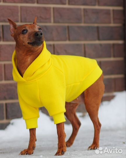 Толстовка для собак миниатюрных пород