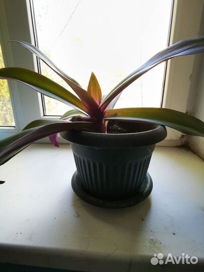 Рэо с горшком #2