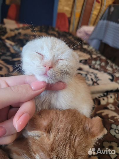 Отдам в добрые руки