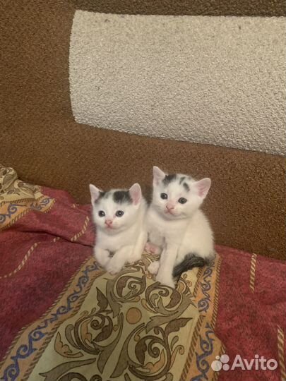 Отдаем котят в добрые руки