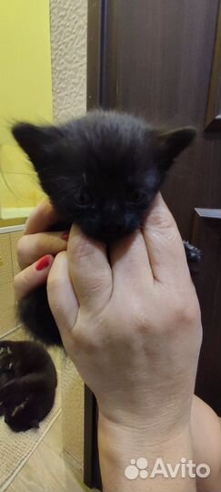 Котята