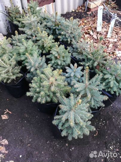 Саженцы ель голубая