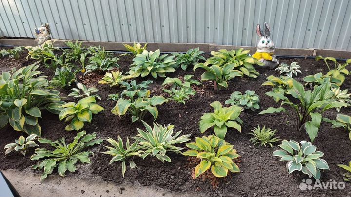 Хоста растение