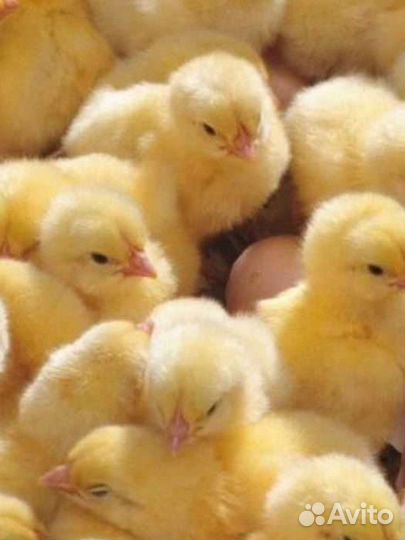 Цыплята бройлеры кобб 500 суточные и подрощенные
