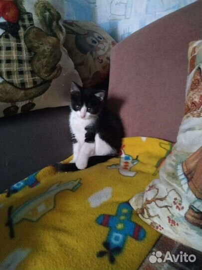 Котенок девочка в добрые ручки