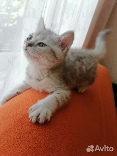 Кот шотландец вязка