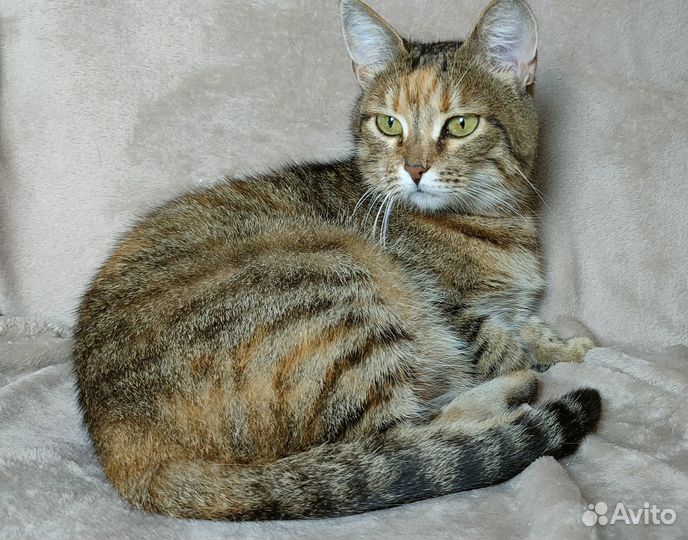 Кошечка табби