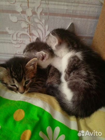 Котята от домашней кошки и кота