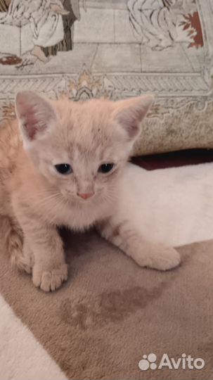 Котенок в добрые руки